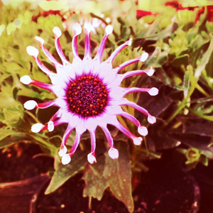 Curio & Co. finds the rocks in bloom - Unusual flower. 